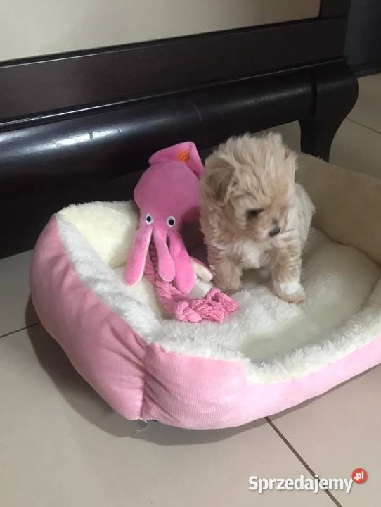 Maltipoo szczeniaki małych rodzicach Bielany Wrocławskie