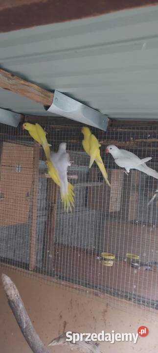 Papugi Rudosterki aleksandretty