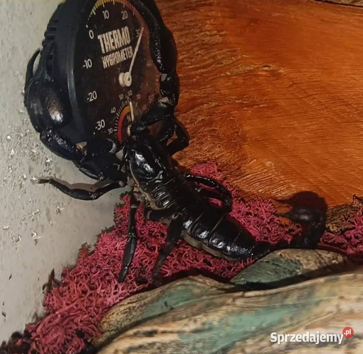 Likwidacja hodowli ptaszniki i skorpiony Wrocław