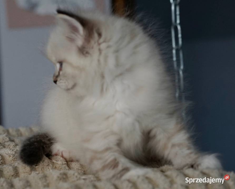 Kocurek ragdoll z rodowodem TICA Przemków sprzedam