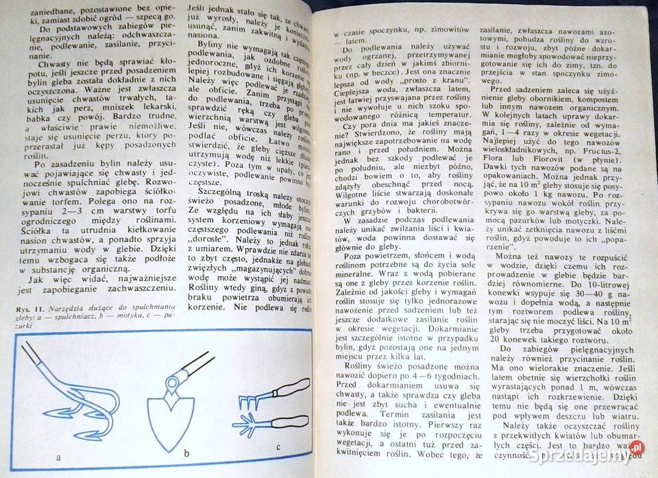 Byliny kwitnące jesienią Złocienie Astry A lubelskie Chełm