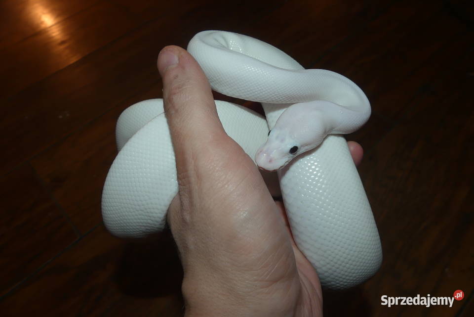 Pyton królewski super fire śląskie Sosnowiec