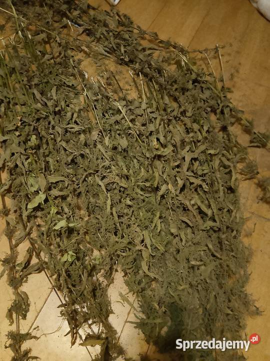 Ekologiczna Pokrzywa Warszawa