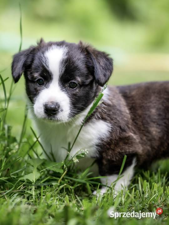 Szczeniaki welsh corgi cardigan Warszawa sprzedam