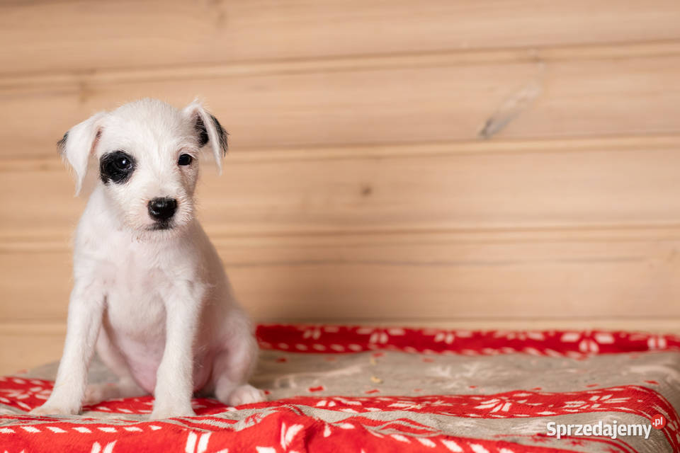 Parson Russell Terrier Szczenięta ZKwP Warszawa