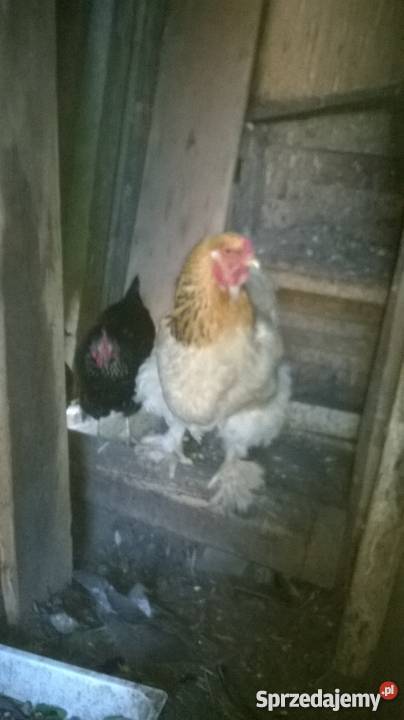 kura kochin kokoszka