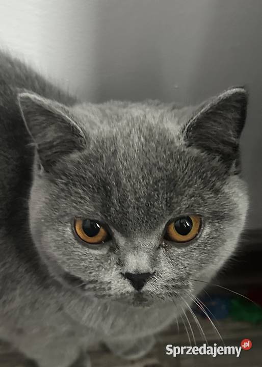 Kotka Brytyjska Niebieska Krótkowłosa Tarnów sprzedam