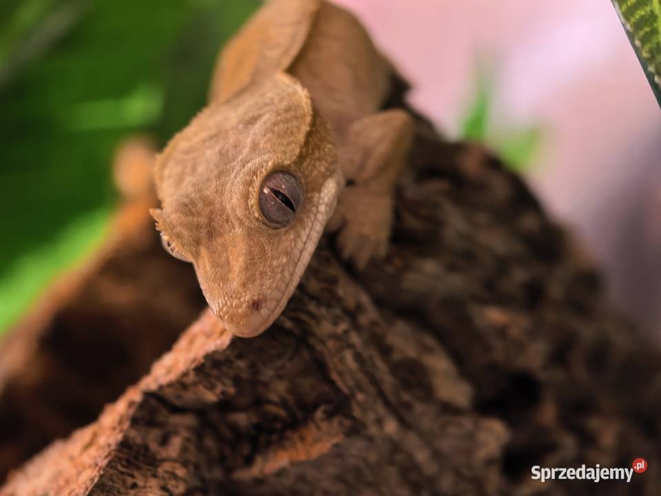 Gekon orzęsiony Wrocław sprzedam