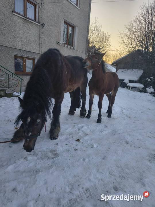 Sprzedam ogierka zimnokrwistego Konie Jabłonka sprzedam