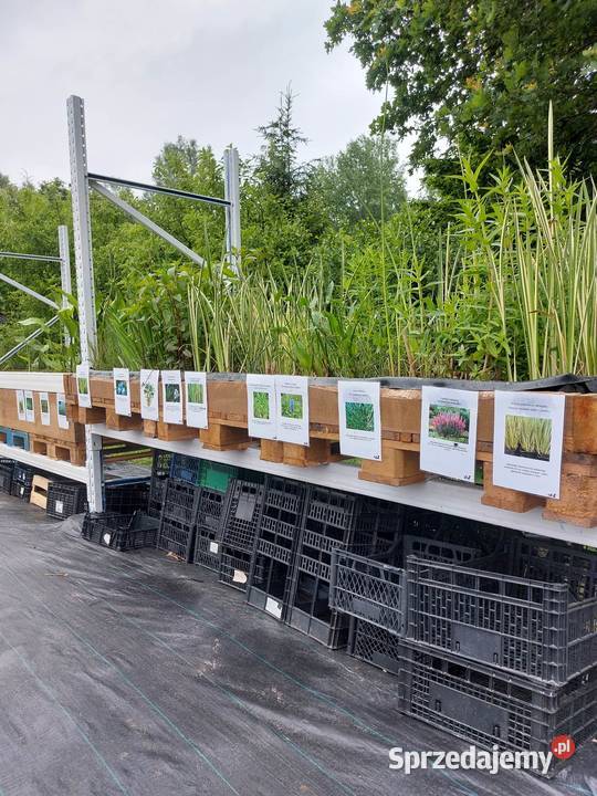 Rośliny wodne do oczek i stawu karasie kolorowe