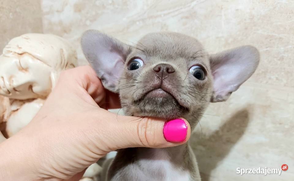 Chihuahua liliowy Zwierzęta mazowieckie Warszawa sprzedam