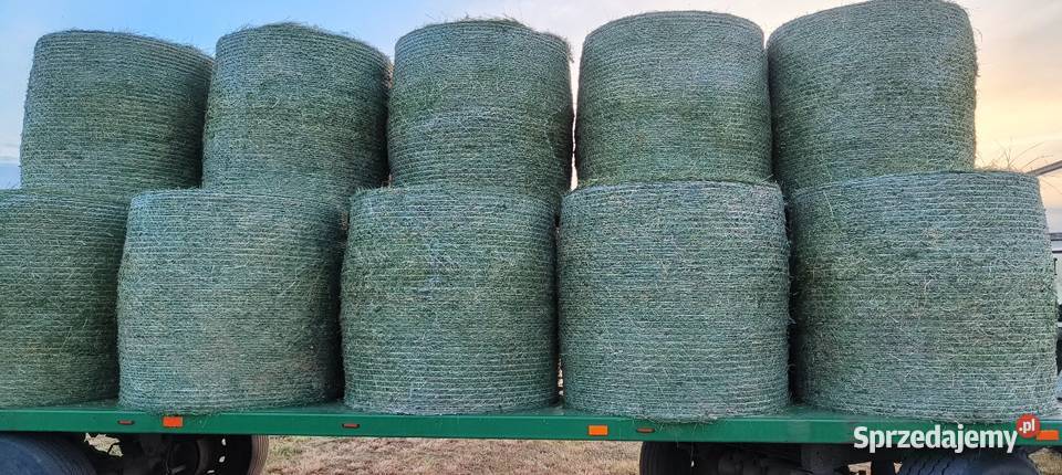 Sprzedam bele lucerna z trawą Barenbrug