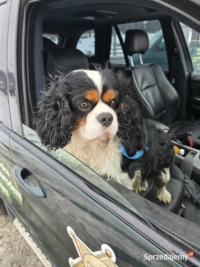 BMW X5 automatyczna śląskie Rudniki sprzedam