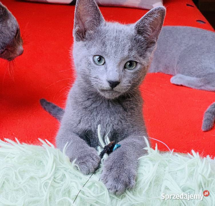 Kocięta Rrosyjskie Niebieskie WCF Rosyjski łódzkie Łódź