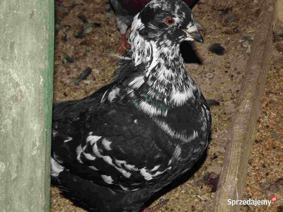 sprzedam gołębie Podborze