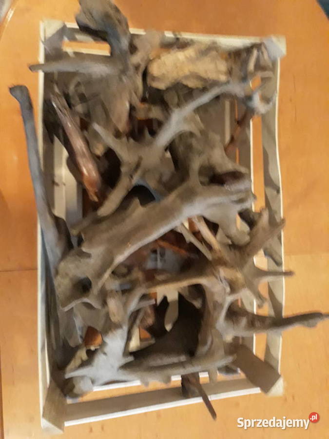 Korzenie terrarium sprzedam