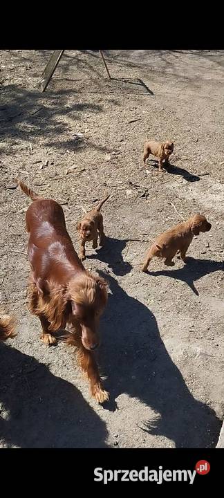 Sprzedam szczeniaka rasy Seter Irlandzki Lubawa
