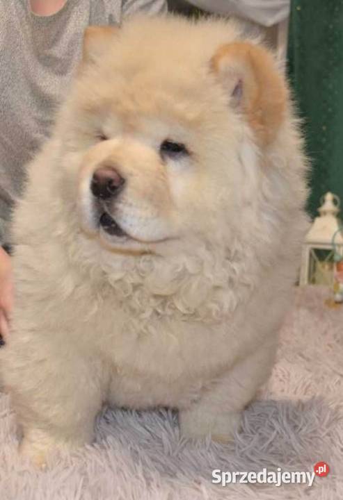 koliko koštaju štenci chow chow