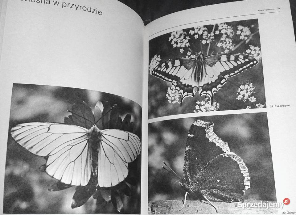 Film i fotografia Włodzimierz Puchalski Poradniki, albumy i reportaże Chełm