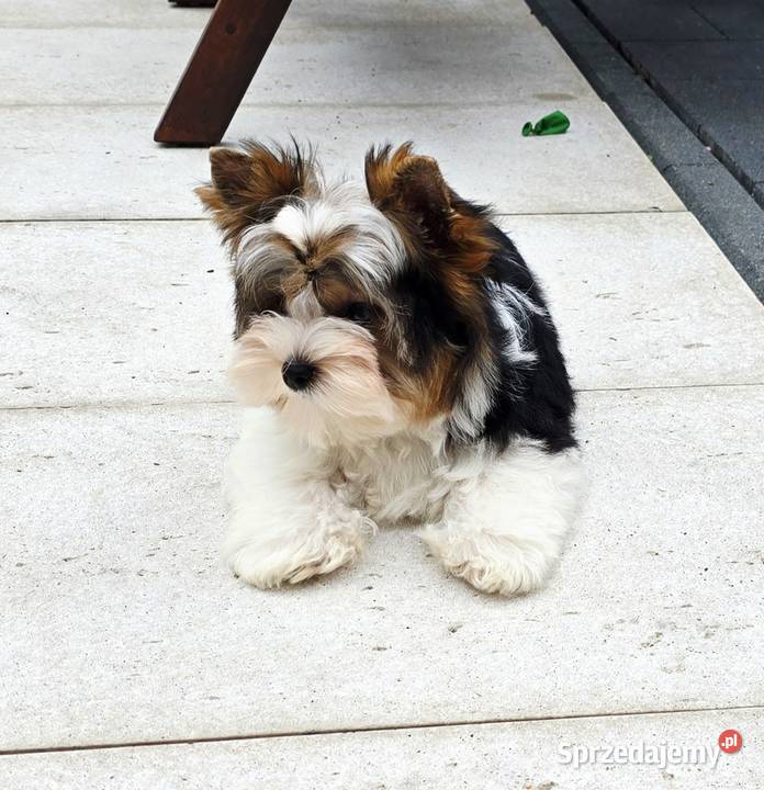 Malutki piesek 100 Biewer Yorkshire Terrier Do Orzesze sprzedam