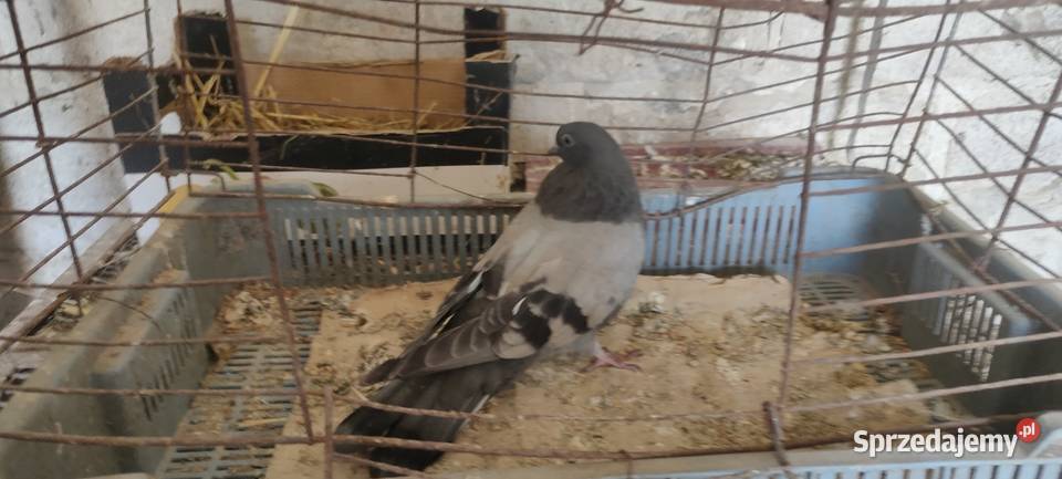 Sprzedam gołębie Mikołajewskie Tokarówka