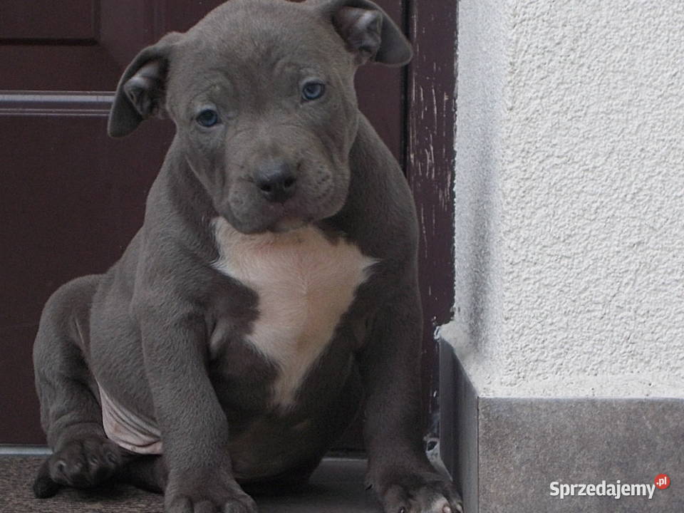 Amstaffy Błękitne Amstaff