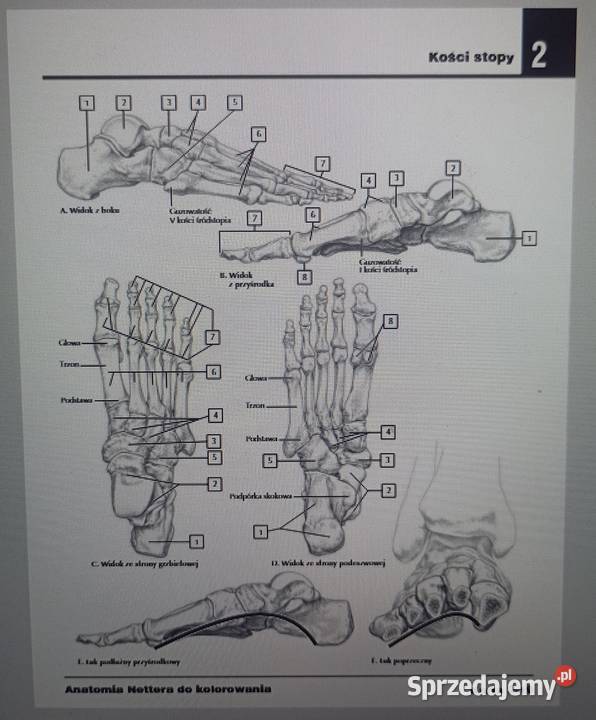 Kolorowanka Anatomia Nettera plik pdf