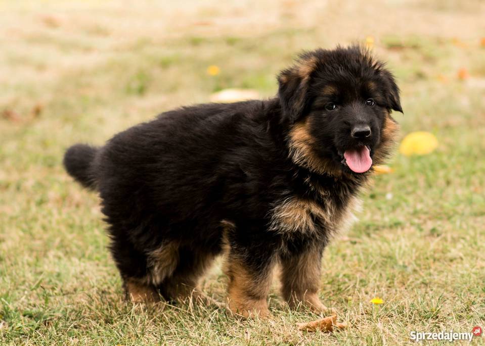 Owczarek niemiecki długowłosy FCI ZKWP Kalisz