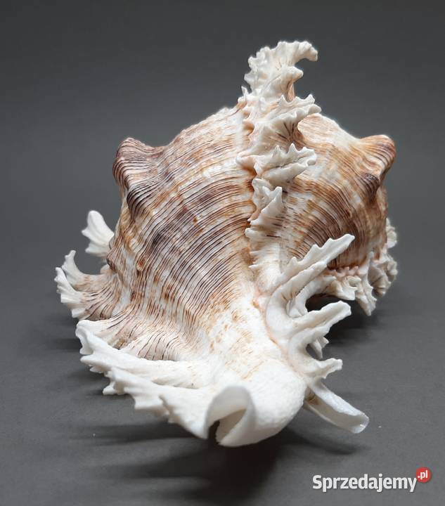 Muszla Rozkolec 2 ciemny