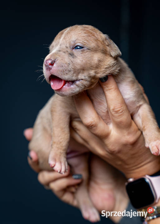 American Bully XL małopolskie Tarnów