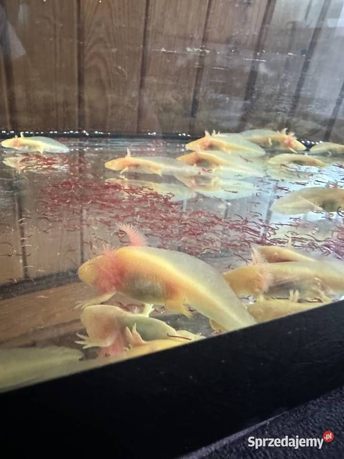 Aksolotl Salamandra Meksykańska Kępno