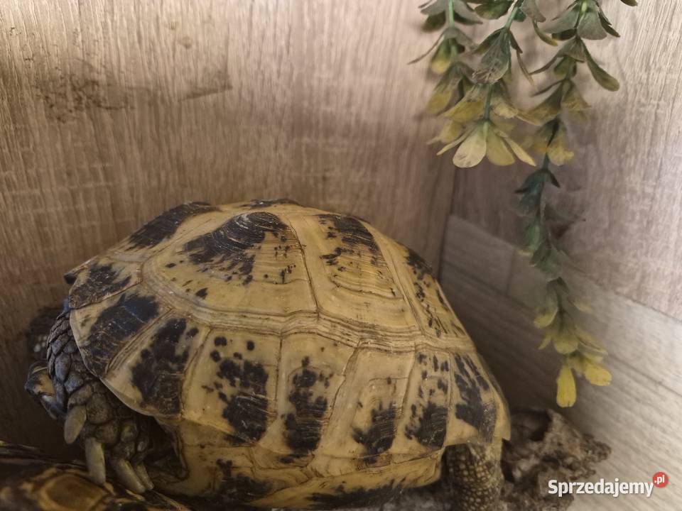 Żółw stepowy Gady i płazy sprzedam