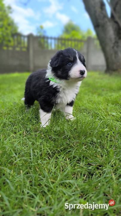 Border Collie czekoladowej matce do rezerwacji