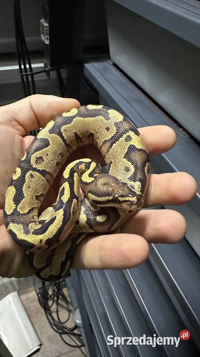 Samiczka Python Regius kujawsko-pomorskie sprzedam