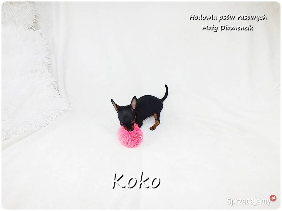 Ultra MINI Sunia KOKO Pinczer miniaturowy Żary