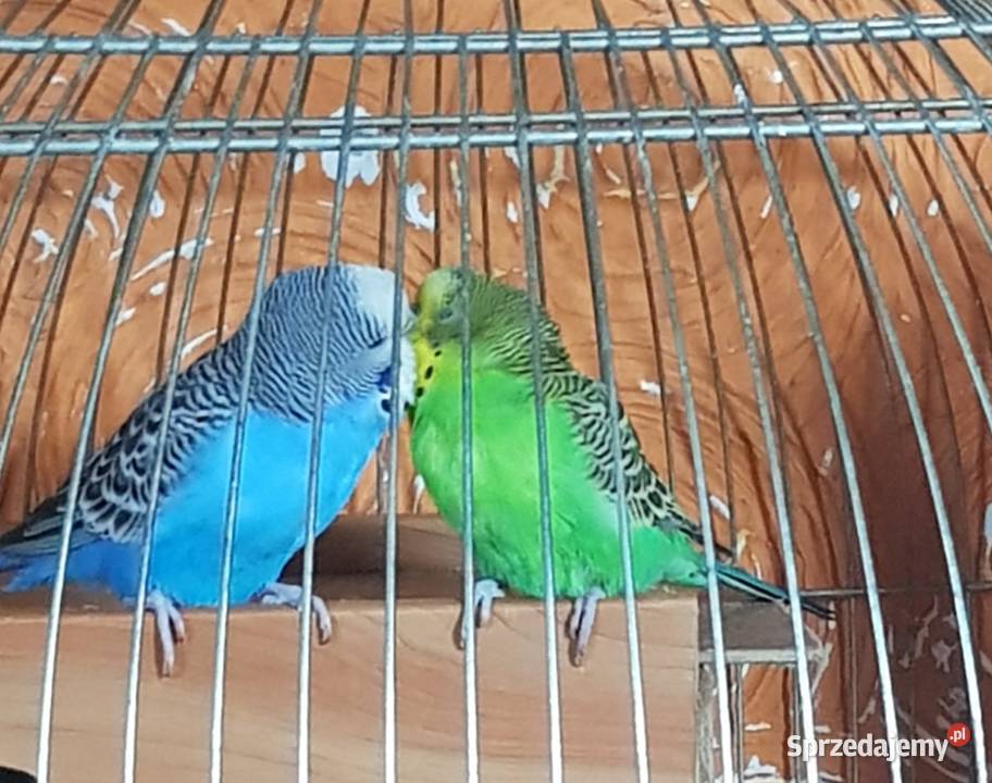 Papugi fliste para Lwówek Śląski