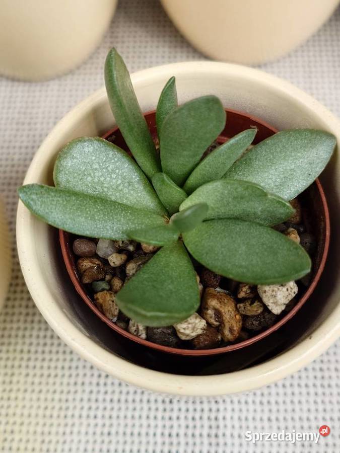 Sukulenty 3 w osłonkach Crassula kimnachi