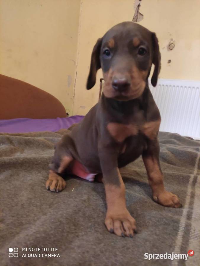 Doberman szczenieta Książ Wielki