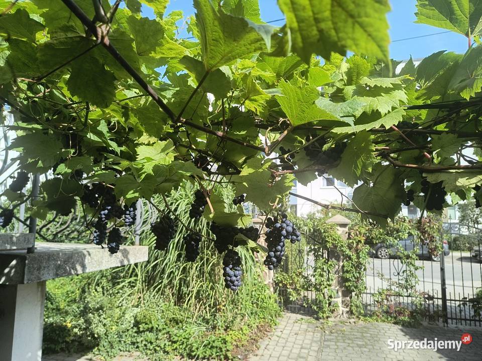 Do przerobuSprzedam nadwyżki owoców ciemnych