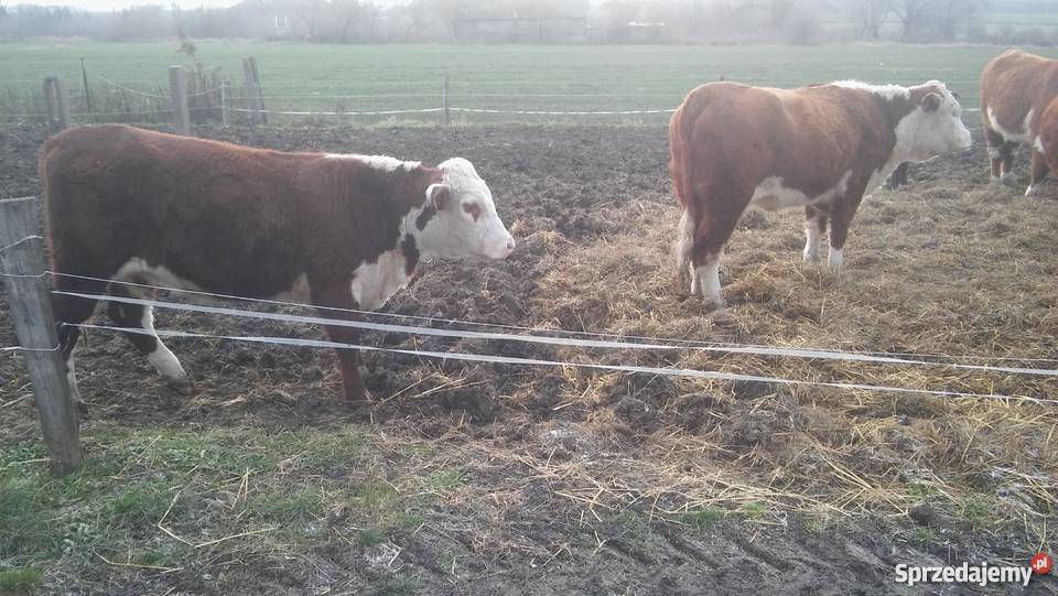 Bydło Hereford Buhaj Jałówki Odsadki Krowy Strzelce-Kolonia