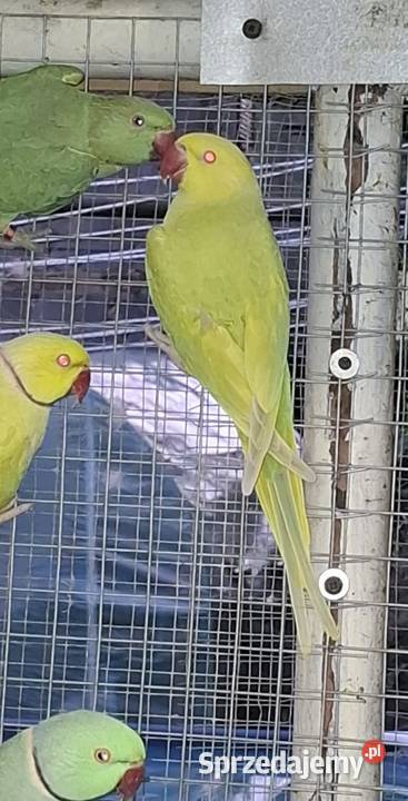 aleksandretty młode 25r zielone zółte niebieskie Orzesze