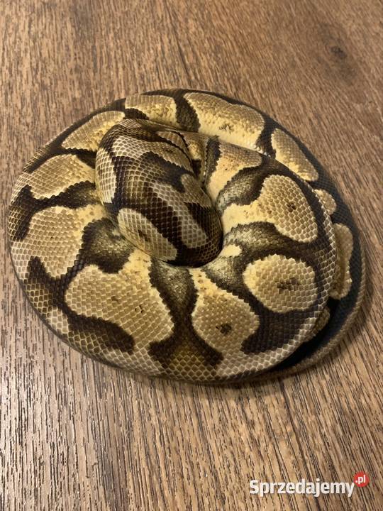 Pyton królewski Racibórz