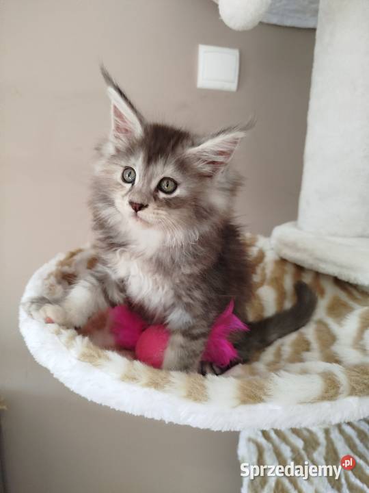 Jasmine kotka Maine Coon Maine Coon Szembruk