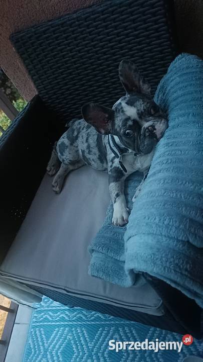 Buldog francuski piesek 4msce samodzielny Olsztyn sprzedam
