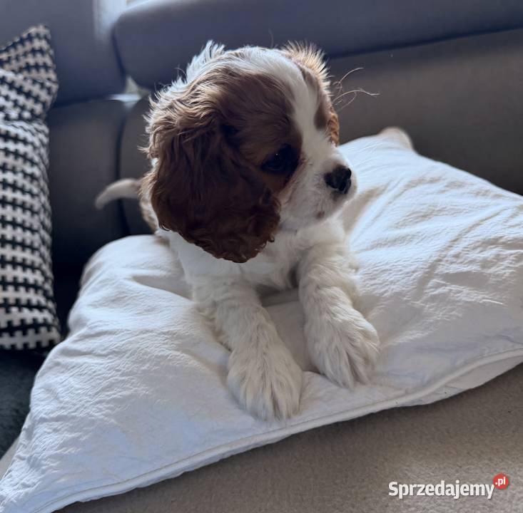 Cavalier King Charles Spaniel Kroczyce