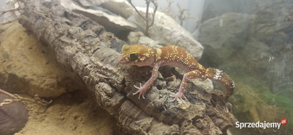 underwoodisaurus milii Gady i płazy