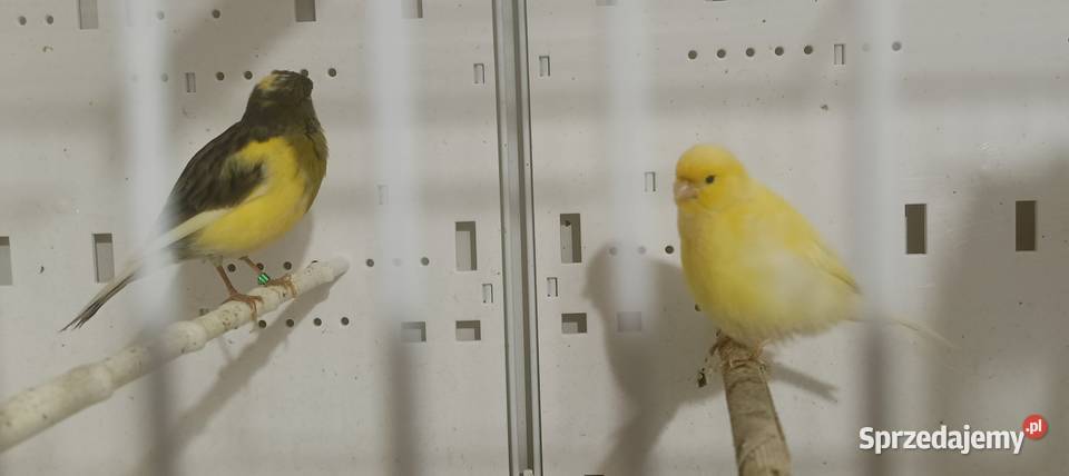 Sprzedam kanarki glostery arlekiny portugalskie Zielonka