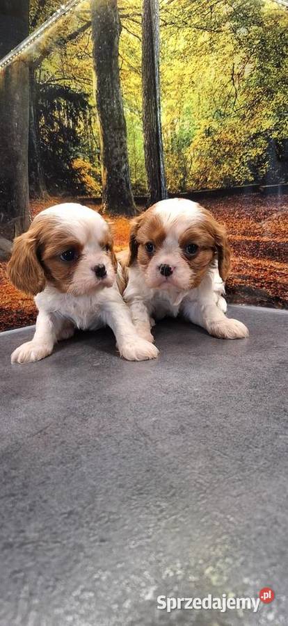Cavalier King Charles Spaniel Zwierzęta Przysucha