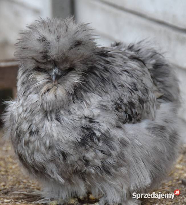 Jajka lęgowe silki usa Łochów