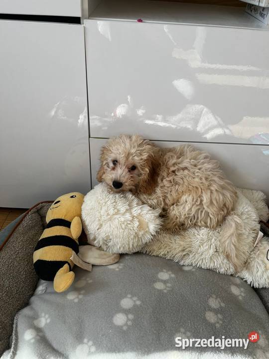 Śliczna sunia pudel Jordanów